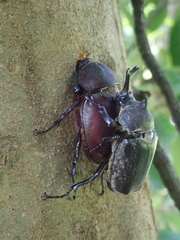 Trypoxylus dichotomus