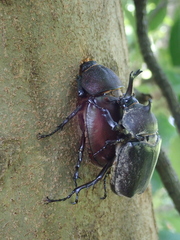 Trypoxylus dichotomus