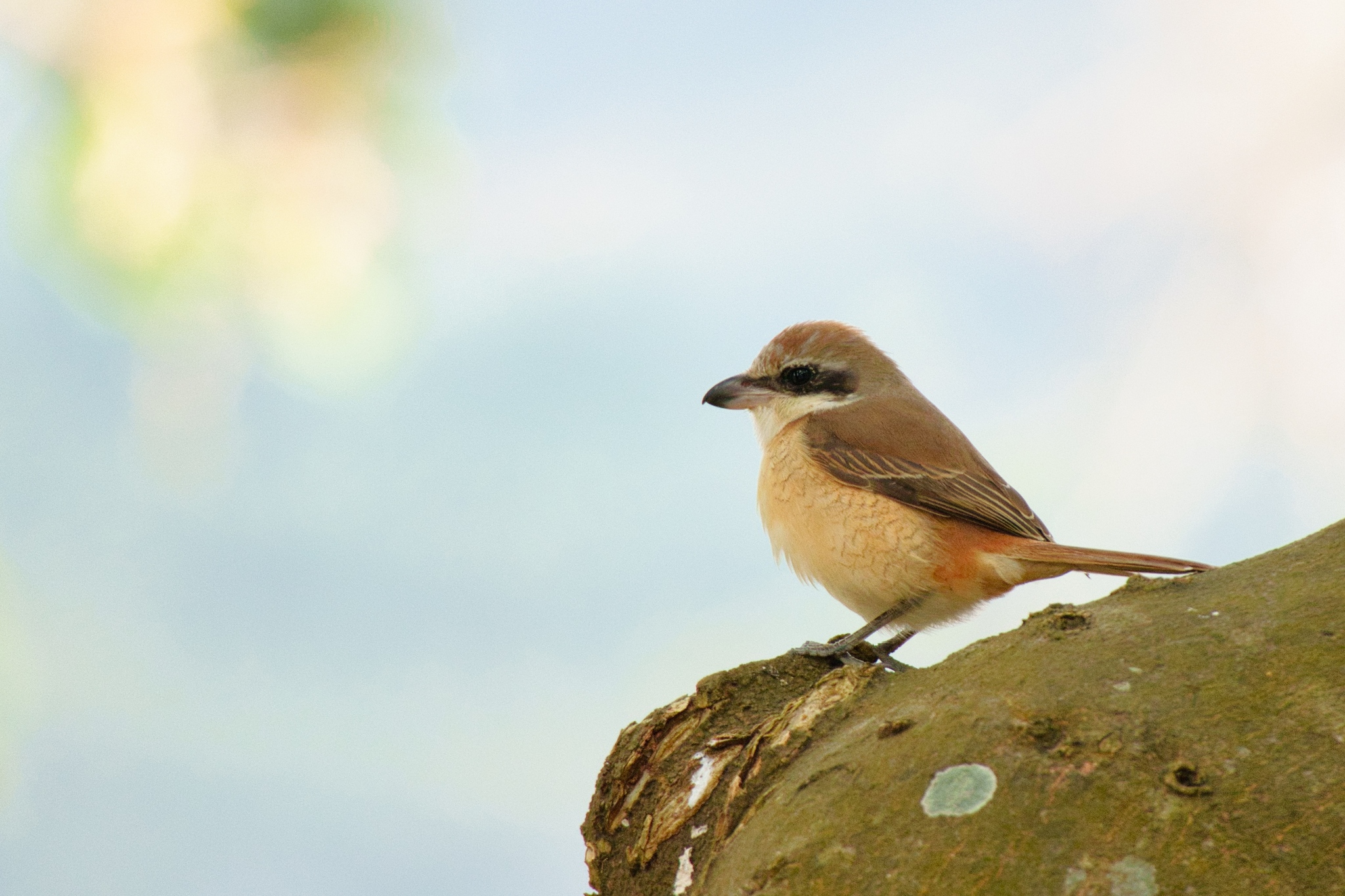 Brown Shrike