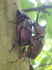 Trypoxylus dichotomus