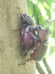 Trypoxylus dichotomus