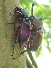 Trypoxylus dichotomus