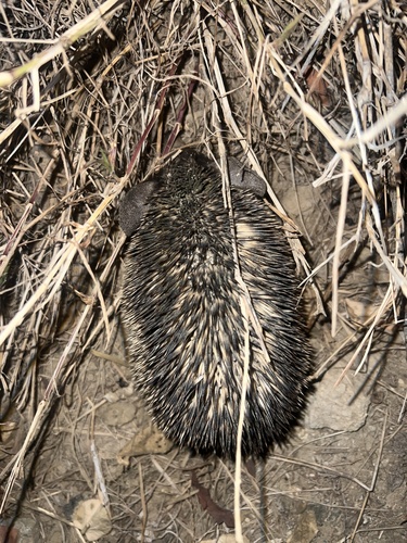 Desert Hedgehog