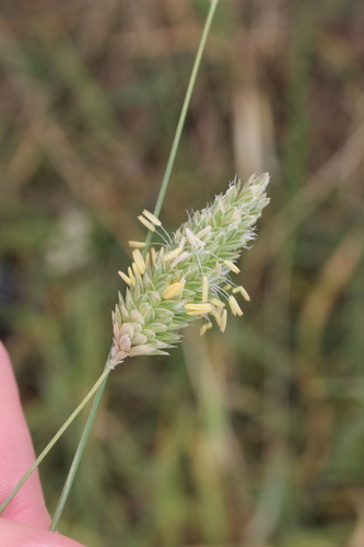 Littleseed canarygrass (Phalaris minor)
