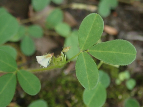 Grona heterophylla