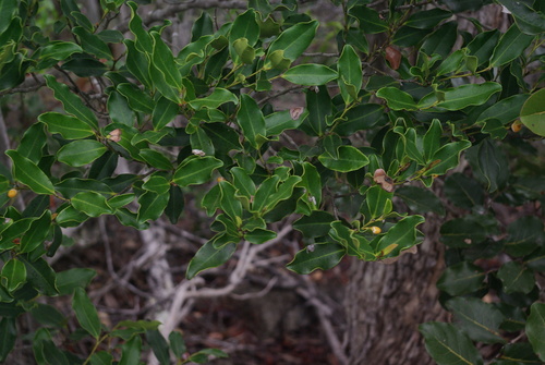 Diospyros vieillardii observed 2024-12-15