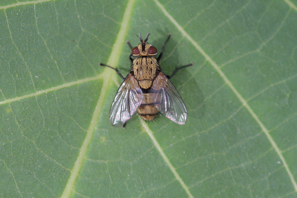 Rhacodinella