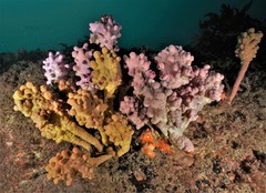 Pyura spinifera