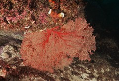 Melithaea