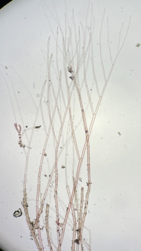 Tiffaniella codicola