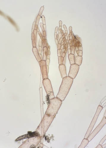 Monosporus indicus