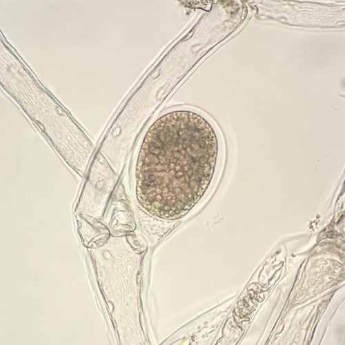 Monosporus indicus