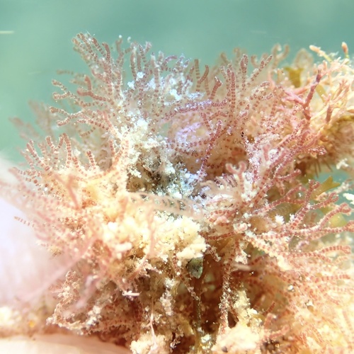 Ceramothamnion dumosertum