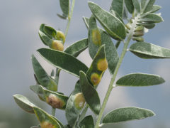 Bremiola onobrychidis