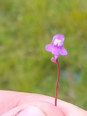 Three-pronged bladderwort (Utricularia tridentata)