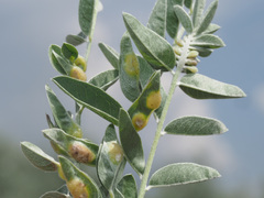 Bremiola onobrychidis