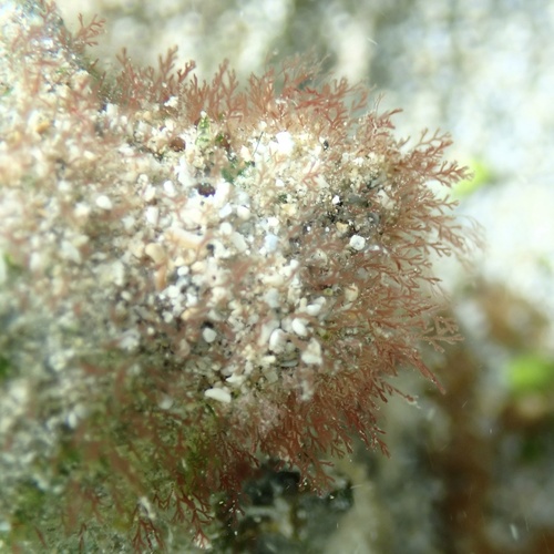 Gayliella fimbriata