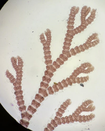 Gayliella fimbriata