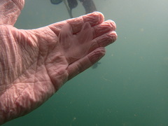 Ocyropsis crystallina