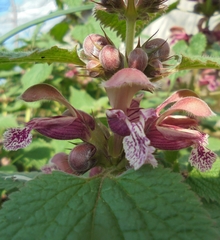 Lamium orvala