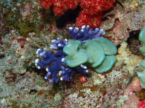 Distichopora observed 2024-12-11