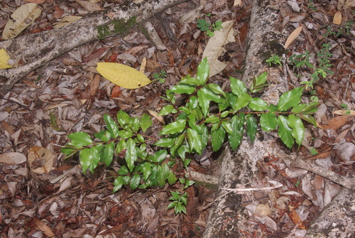 Archirhodomyrtus baladensis observed 2024-12-15
