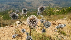 Echinops spinosissimus