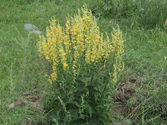 Verbascum pyramidatum