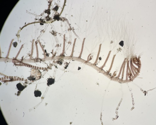Herposiphonia delicatula