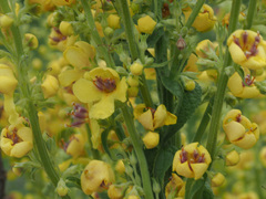 Verbascum pyramidatum