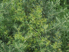 Rubia transcaucasica