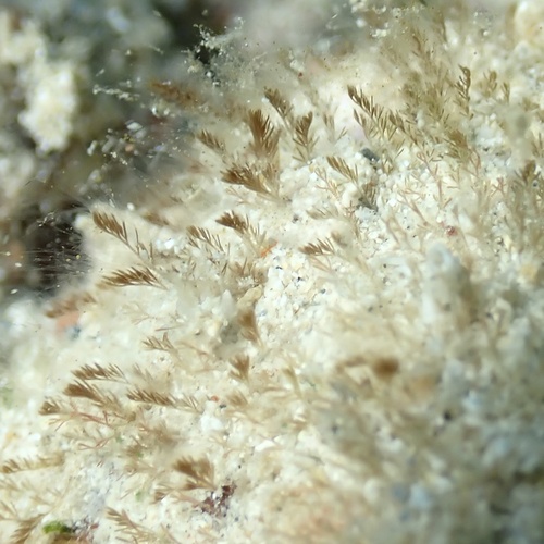 Taenioma perpusillum