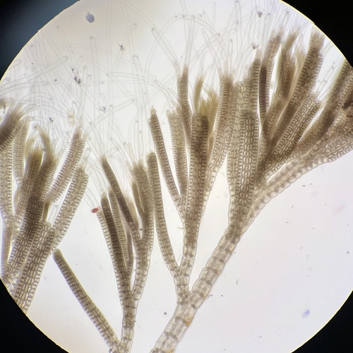 Taenioma perpusillum