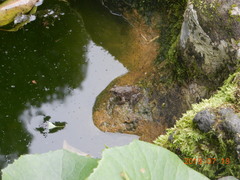 Glandirana rugosa