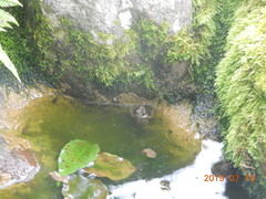 Glandirana rugosa