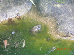 Glandirana rugosa