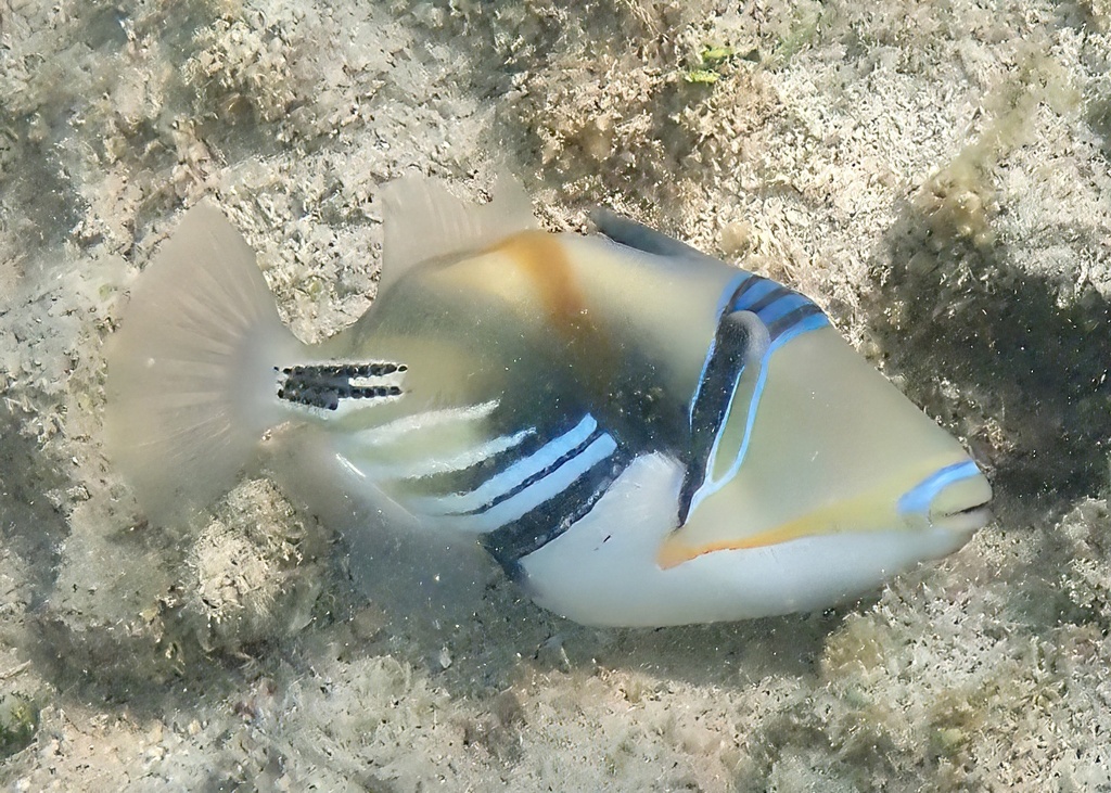 Picasso triggerfish close to rocks in shallow Honolulu water