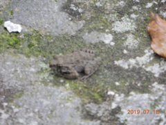 Glandirana rugosa