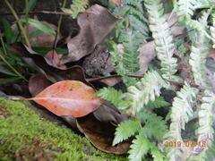 Glandirana rugosa