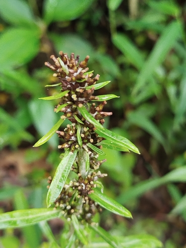 Image of Gamochaeta americana by (c) Ben Costamagna, some rights reserved (CC BY)