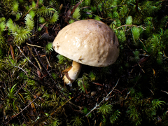 Fistulinella viscida