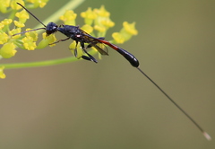 Gasteruption caucasicum