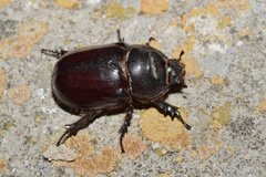 Oryctes nasicornis grypus