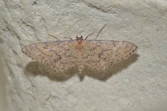 Idaea rhodogrammaria