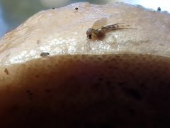 Fistulinella viscida