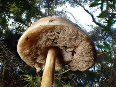 Fistulinella viscida