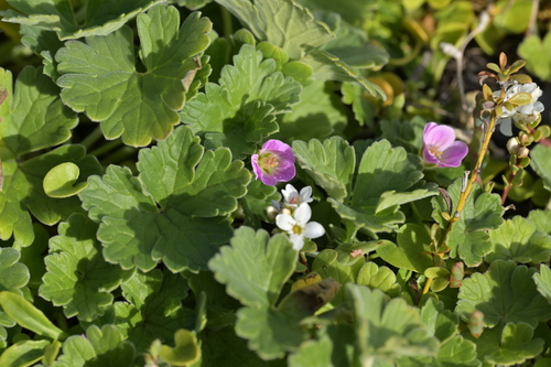Image of Geranium traversii by (c) Christopher Stephens, some rights reserved (CC BY-SA)