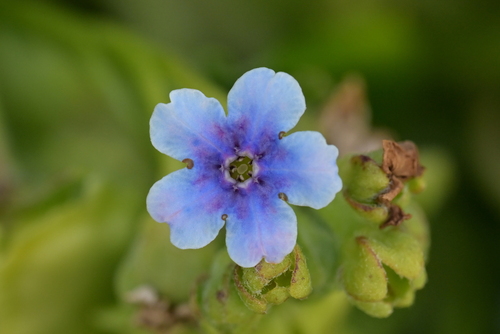 Image of Myosotidium hortensia by (c) Christopher Stephens, some rights reserved (CC BY-SA)