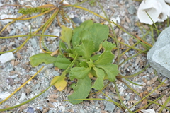 Lepidium rekohuense, photograph (c) Christopher Stephens, some rights reserved (CC BY-SA)