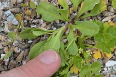 Lepidium rekohuense, photograph (c) Christopher Stephens, some rights reserved (CC BY-SA)